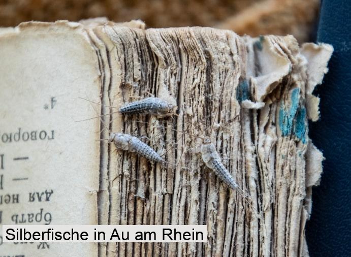 Silberfische in Au am Rhein